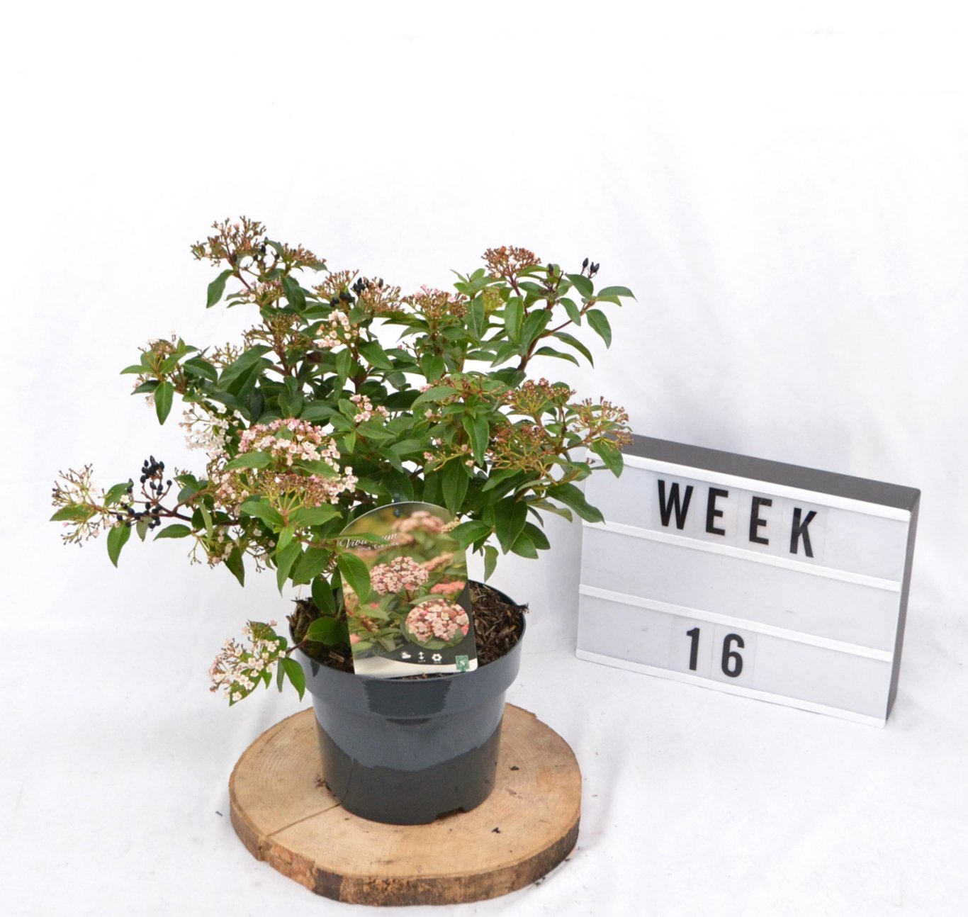 Viburnum tin. 'Eve Price' - C3 20-40 CM